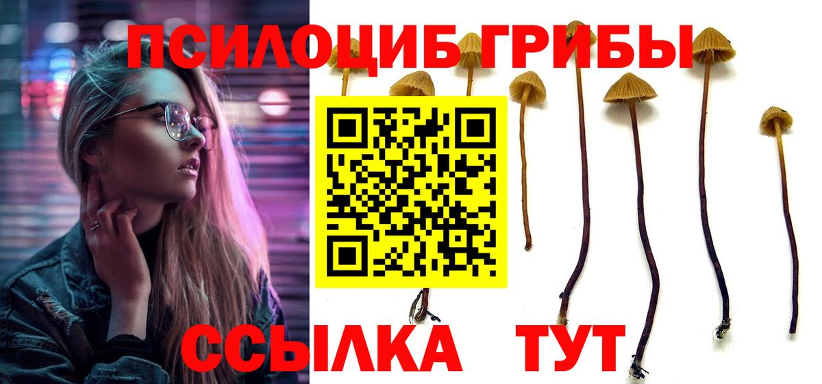 Ачхой-Мартан  Галлюциногенные грибы Psilocybe  Вход с VPN 